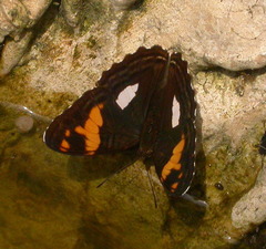 Adelpha justina