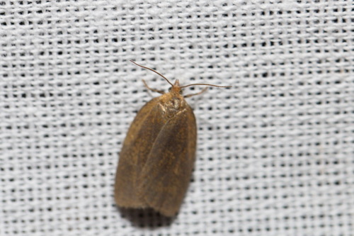 Bilberry Tortrix