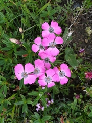 Dianthus pavonius