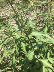 Aspilia mossambicensis