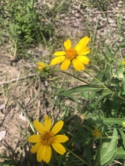 Aspilia mossambicensis