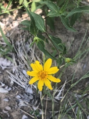 Aspilia mossambicensis