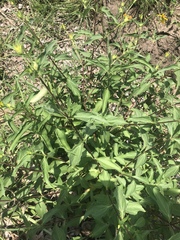 Aspilia mossambicensis