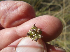 Lichtensteinia obscura