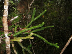 Phlegmariurus ophioglossoides