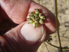 Lichtensteinia obscura