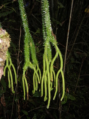 Phlegmariurus ophioglossoides