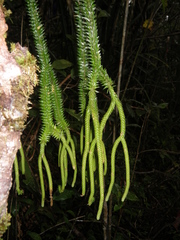 Phlegmariurus ophioglossoides