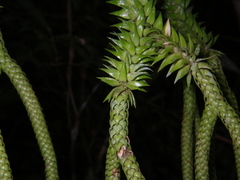 Phlegmariurus ophioglossoides