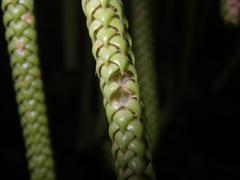 Phlegmariurus ophioglossoides