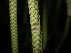 Phlegmariurus ophioglossoides