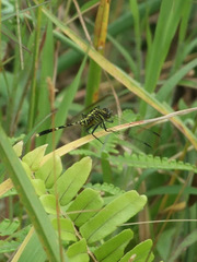 Orthetrum serapia