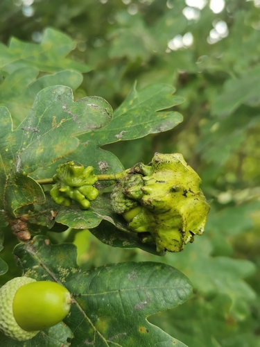 Knopper Gall Wasp, 3514 AM Utrecht, Pays-Bas, photo 9 of 10