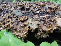 Peltigera evansiana