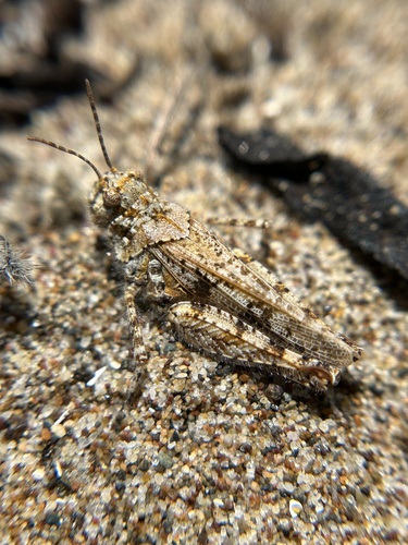 Microtes pogonata