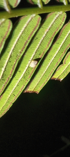 Partula tohiveana observed 2023-07-20