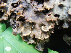 Peltigera evansiana