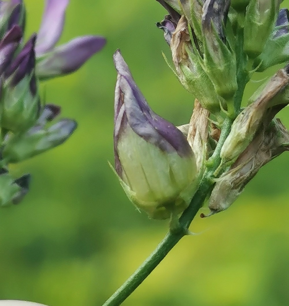Lucerne Flower Gall Midge