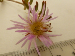 Lampranthus stenus