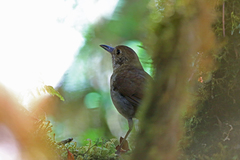 Greater Ground Robin photo 1