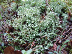 Cladonia turgida
