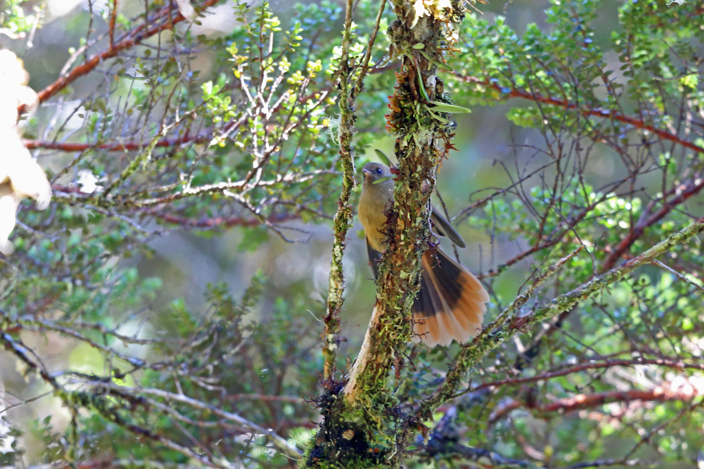 Dimorphic Fantail