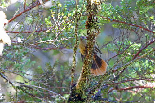 Rhipidura brachyrhyncha