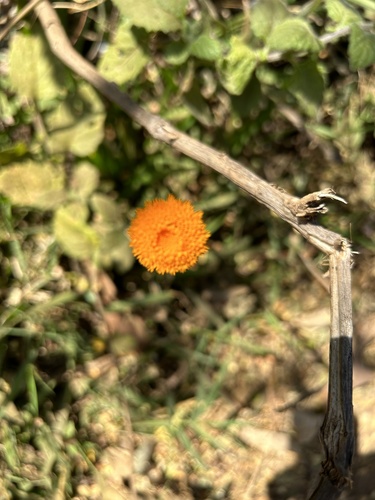 Crassocephalum vitellinum