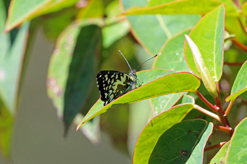 Delias carstensziana