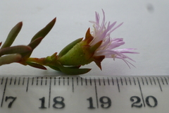 Lampranthus stenus