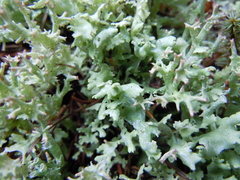 Cladonia turgida