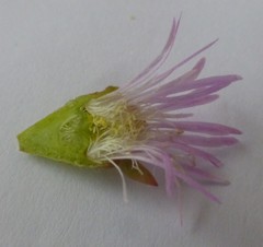 Lampranthus stenus