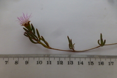 Lampranthus stenus