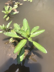 Ludwigia adscendens diffusa