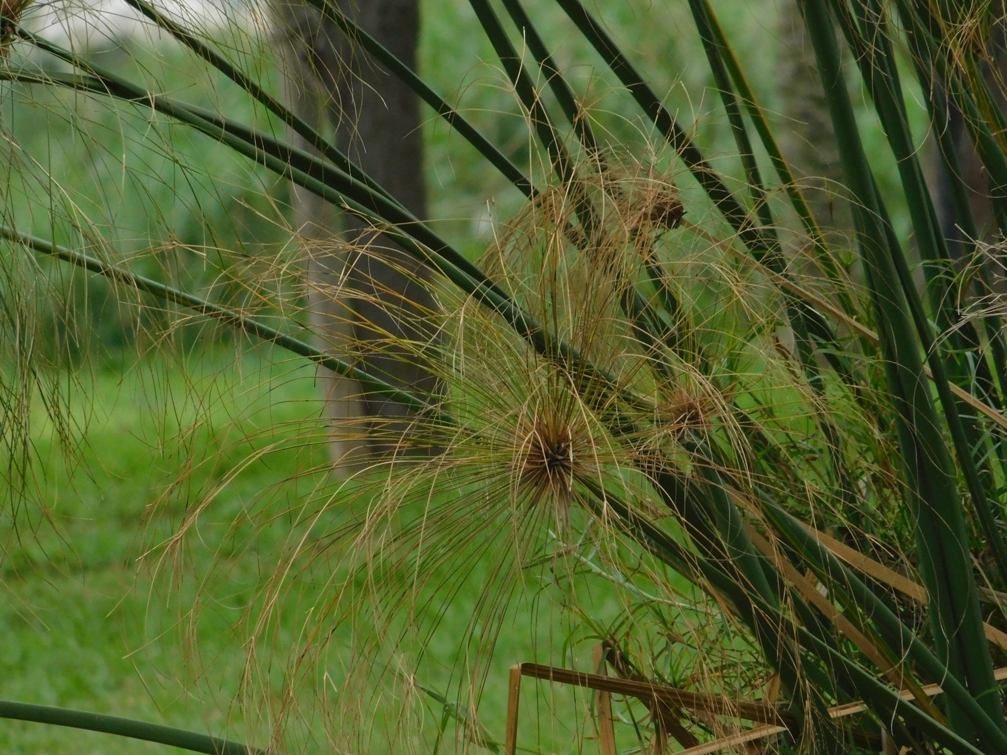 Imagem de Papiro
