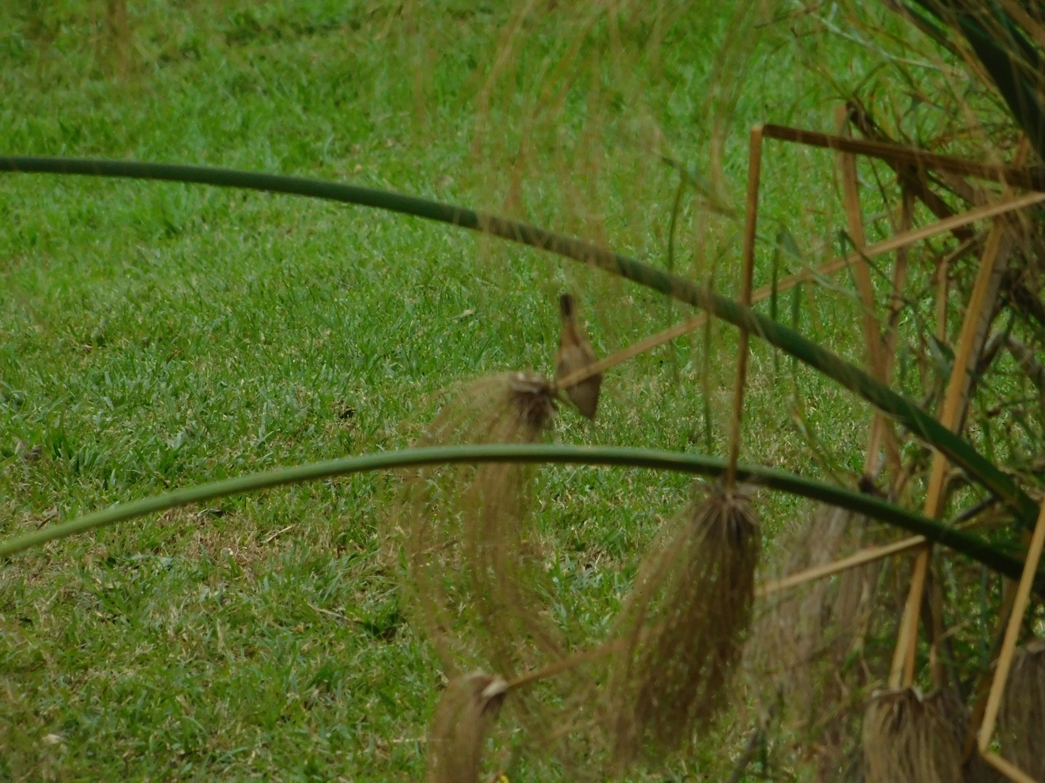 Imagem de Papiro
