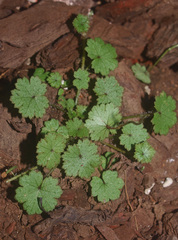Hydrocotyle moschata parvifolia
