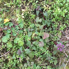 Lamium purpureum purpureum