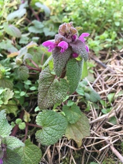 Lamium purpureum purpureum