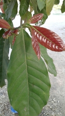 Coccoloba lehmannii