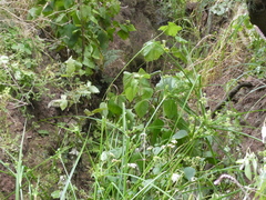 Cyperus eragrostis image