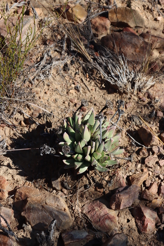 Image of Machairophyllum bijliae by (c) Tony Rebelo, some rights reserved (CC BY-SA)
