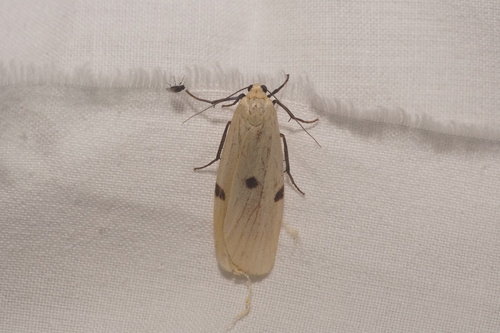 Lithosia quadra