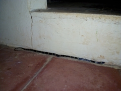 Leptodeira nigrofasciata