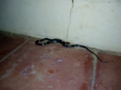 Leptodeira nigrofasciata