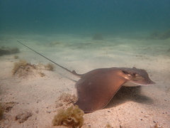 Longnose Eagle Ray photo 2