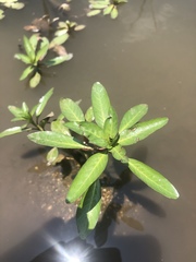 Ludwigia adscendens diffusa