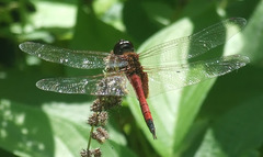 Tramea transmarina