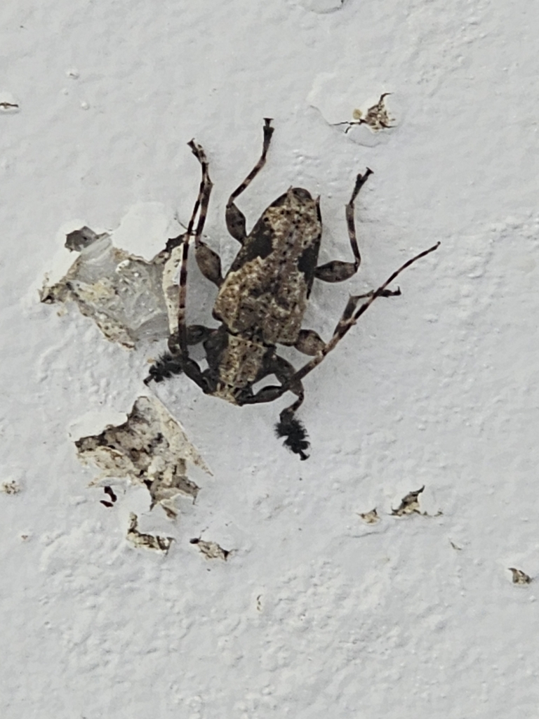 Aegomorphus lateralis