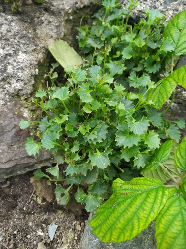 Campanula portenschlagiana